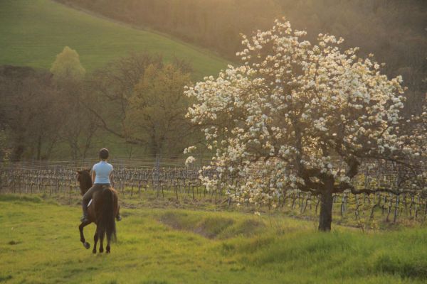 Basic horse riding and panoramic horse rides in the Tuscan countryside